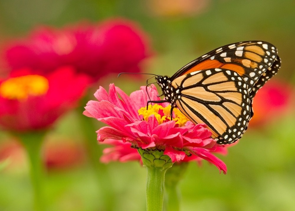 monarch butterfly