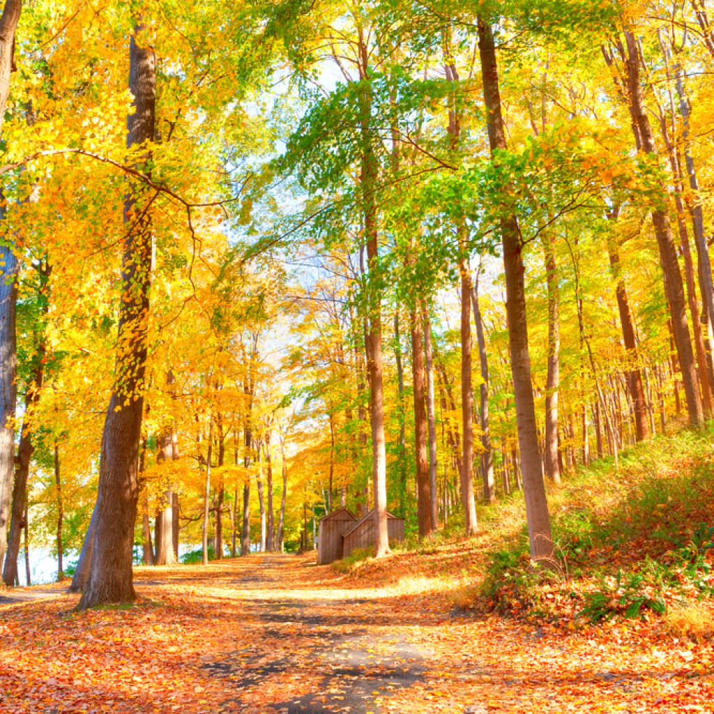 New Jersey Forest Service - Happy autumn from the New Jersey